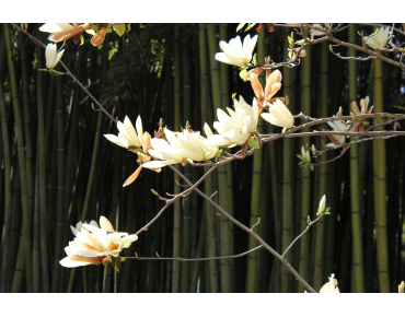 Magnolia Elisabeth