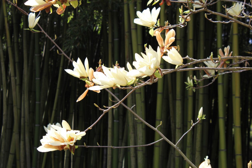 Magnolia Elisabeth
