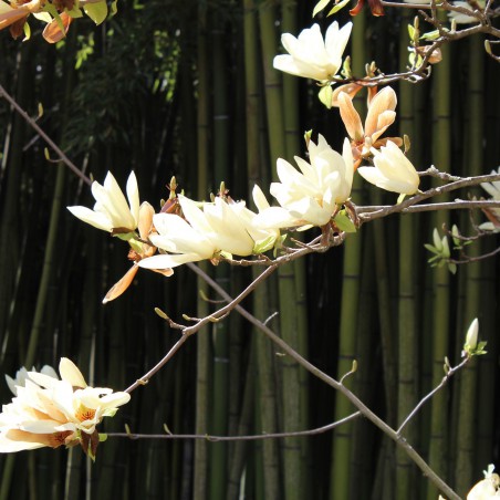 Magnolia Elisabeth