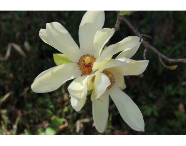 Magnolia Elisabeth