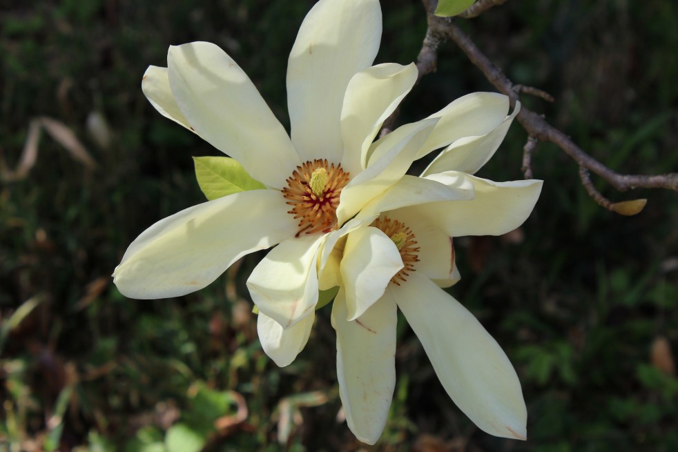 Magnolia Elisabeth