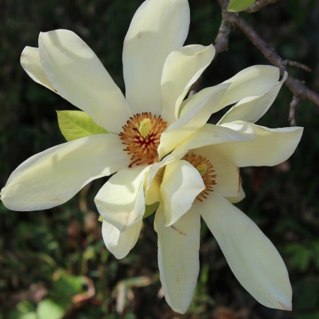 Magnolia Elisabeth