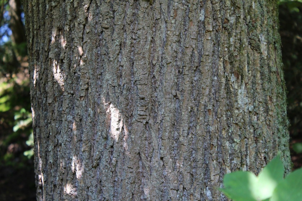 Sweet chestnut from Lyon