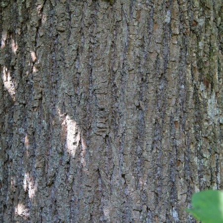 Sweet chestnut from Lyon