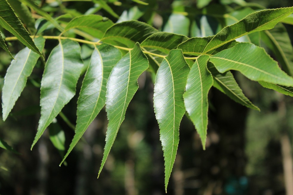 Carya illinoinensis (Pacanier, Noix de pécan) – LA FORET COMESTIBLE