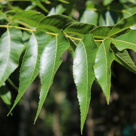 Pecan tree
