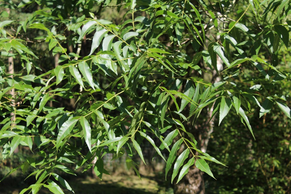 Pecan tree