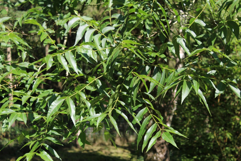 Pecan tree