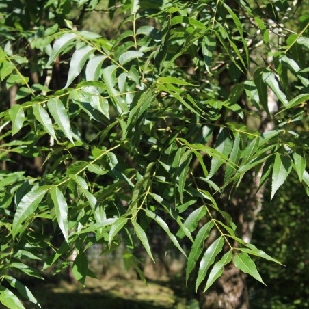 Pacanier (noix de pécan)