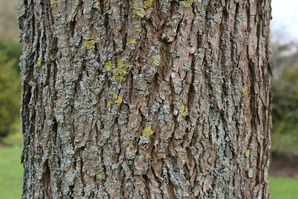 Pacanier (noix de pécan)