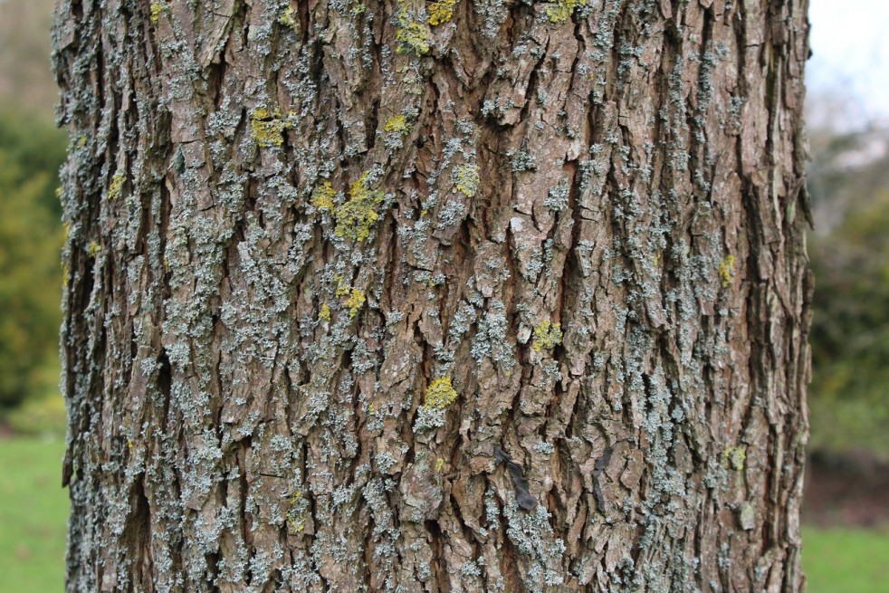 Pecan tree