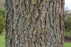 Pecan tree