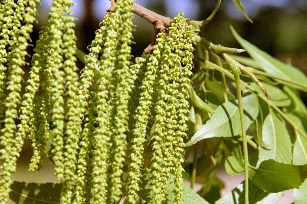 Pecan tree