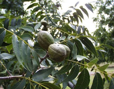 Pecan tree