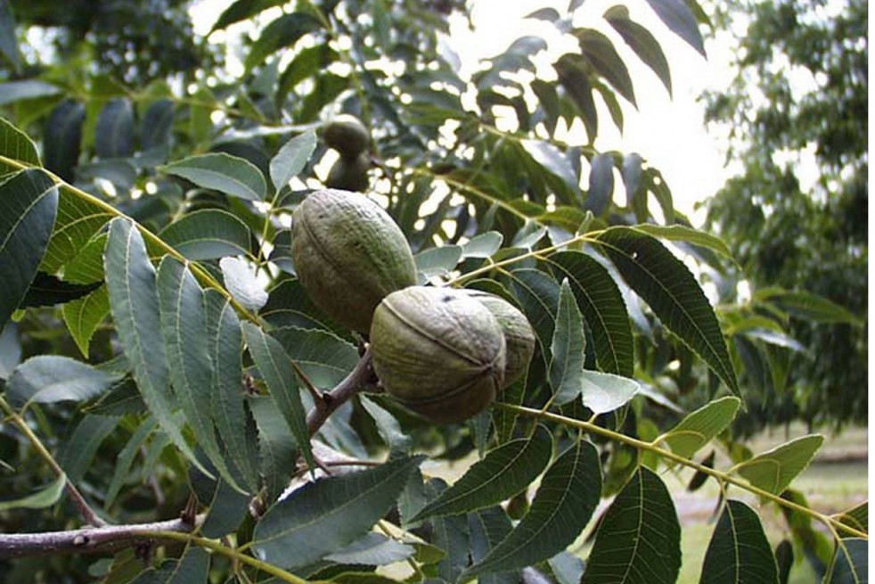 Les atouts santé de la noix Pacanier-noix-de-pecan