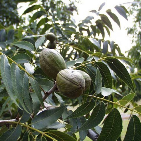 Pacanier (noix de pécan)PHOTO BRAD_HAIRE_https://creativecommons.org/licenses/by/3.0/us/deed.fr