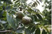 Pecan tree Pecan tree