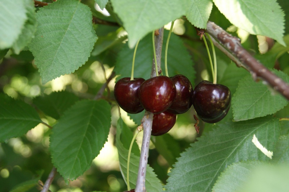 Cherry tree Bigarreau Burlat