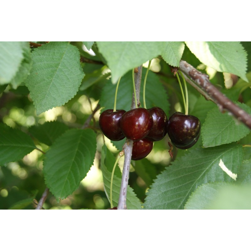Kersenboom Bigarreau Burlat Prunus Avium Bigarreau Burlat