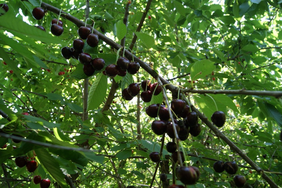 kersenboom Bigarreau Burlat
