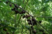 kersenboom Bigarreau Burlat