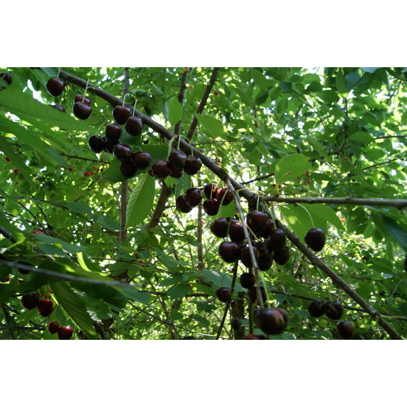 kersenboom Bigarreau Burlat - Prunus Avium Bigarreau Burlat