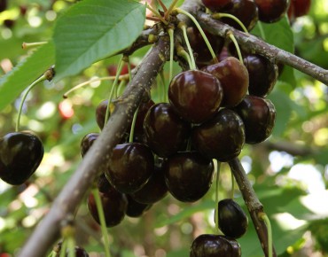 Cherry tree Bigarreau Burlat