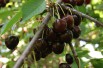 kersenboom Bigarreau Burlat