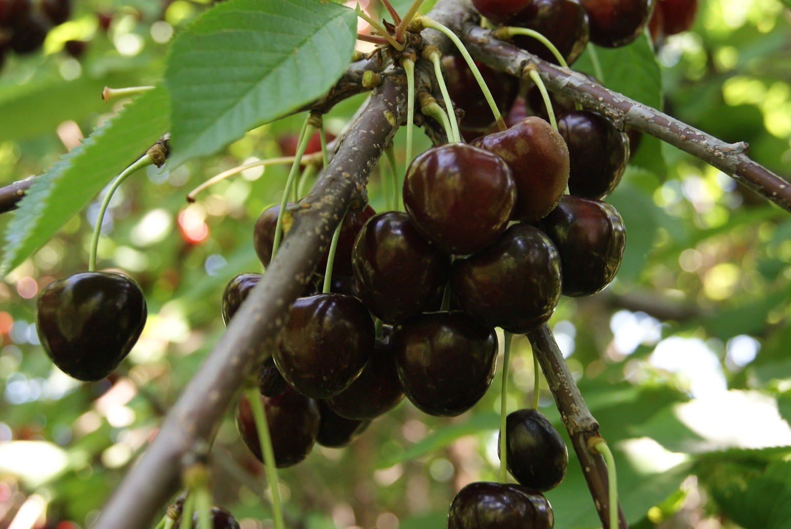 Cherry tree Bigarreau Burlat