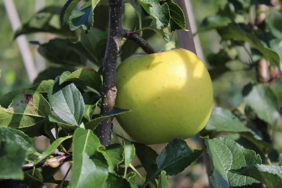 Greensleeves apple tree