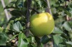 Greensleeves apple tree
