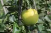 Greensleeves apple tree