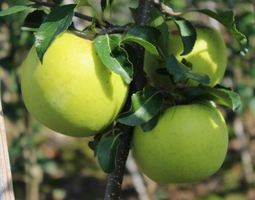 Greensleeves apple tree