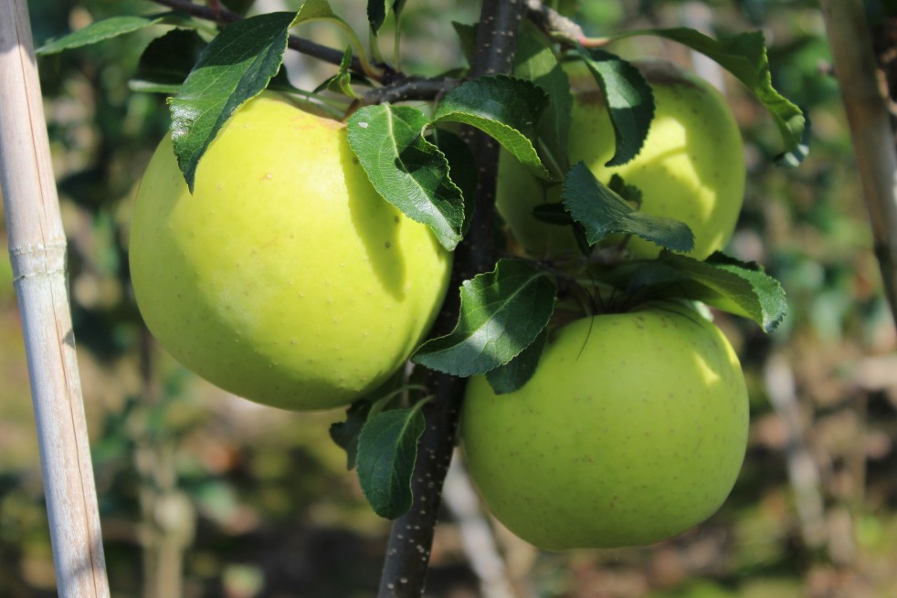 Greensleeves apple tree