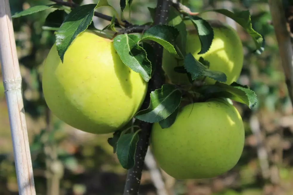 Greensleeves apple tree