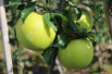 Greensleeves apple tree