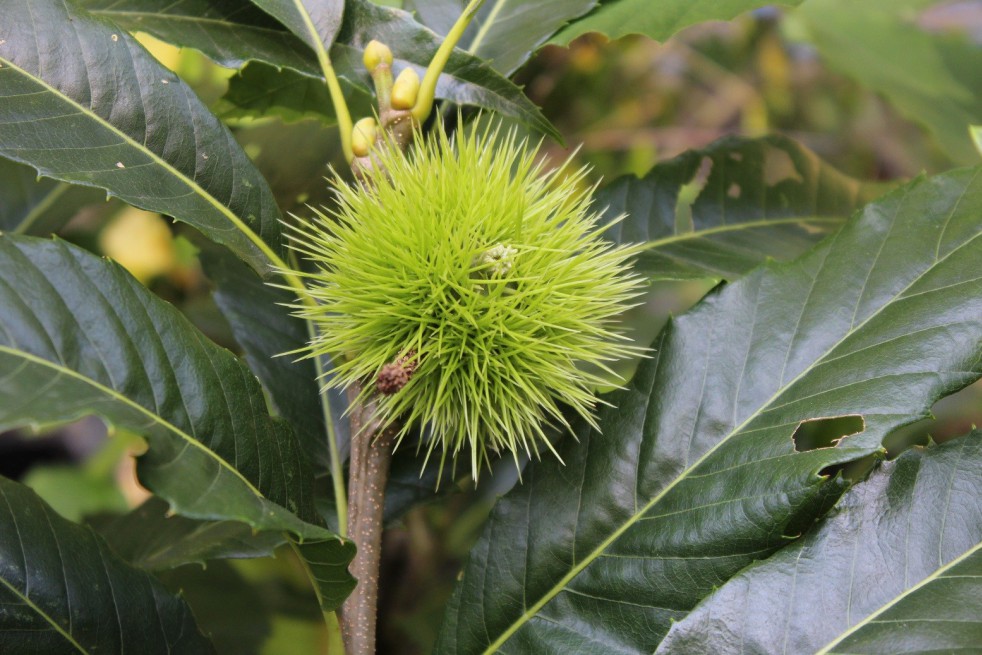 Sweet chestnut from Lyon