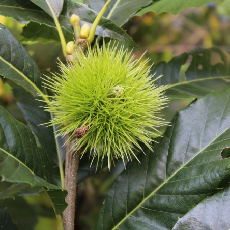 Sweet chestnut from Lyon