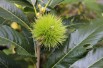 Sweet chestnut from Lyon