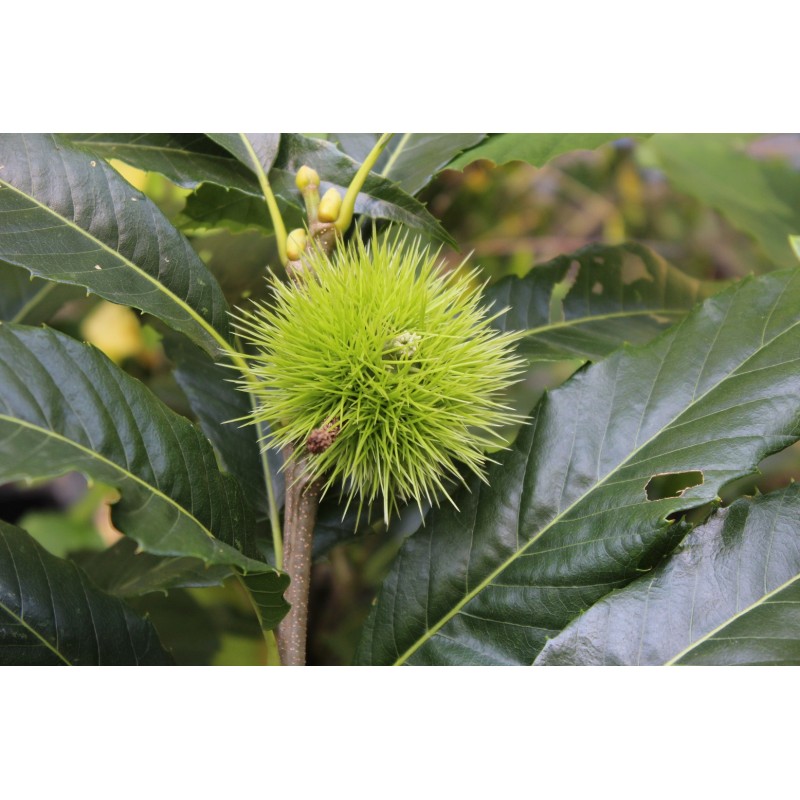 Châtaignier Doré de Lyon Castanea Sativa Doré de Lyon