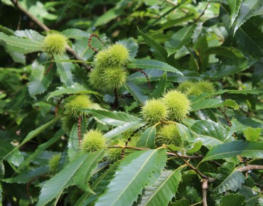 Sweet chestnut from Lyon