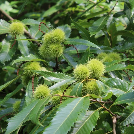 Sweet chestnut from Lyon