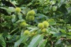 Sweet chestnut from Lyon Sweet chestnut from Lyon