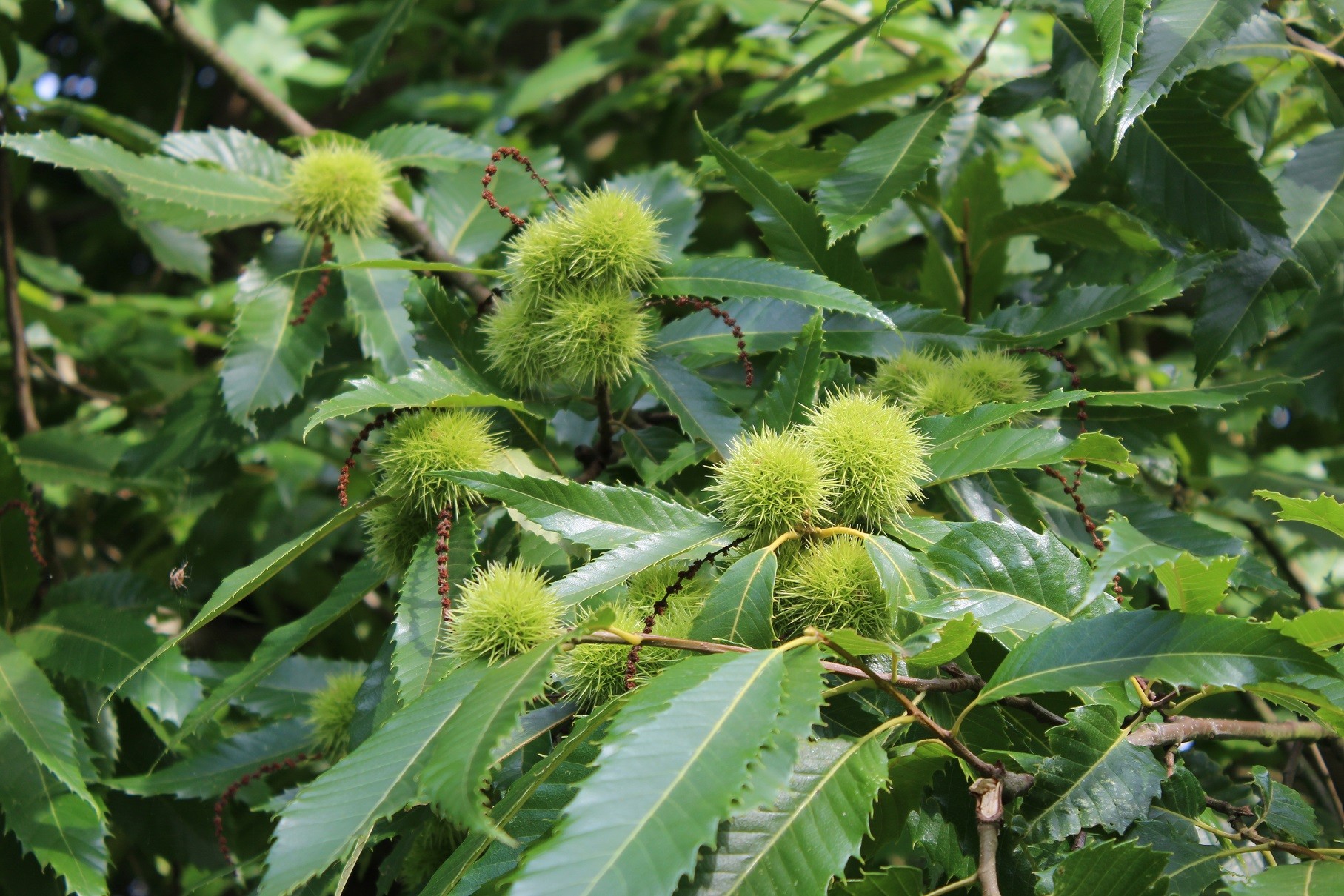 Sweet chestnut from Lyon