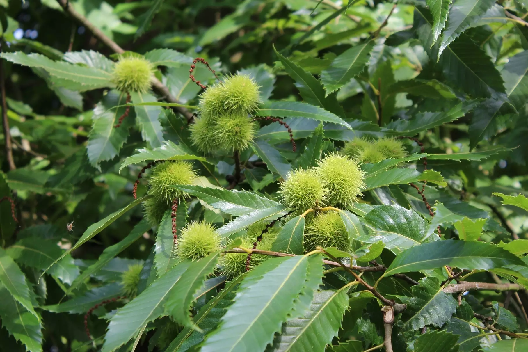 Sweet chestnut from Lyon
