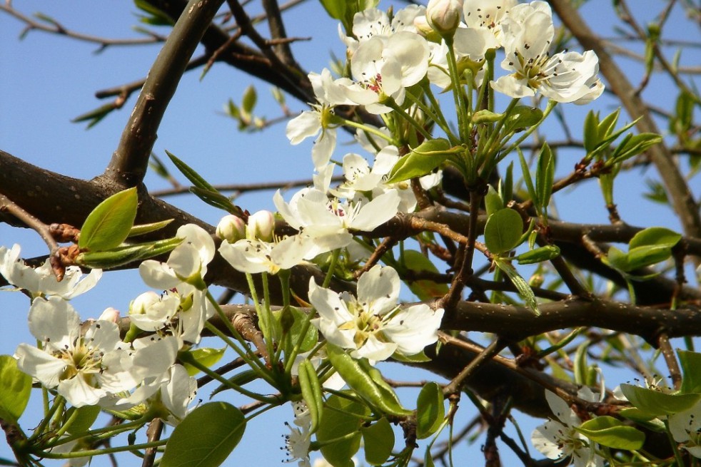 Pear tree Beurré Hardy