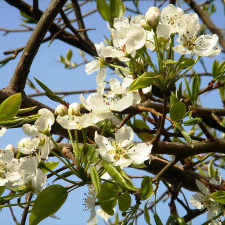 Pear tree Beurré Hardy