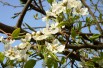 Pear tree Beurré Hardy