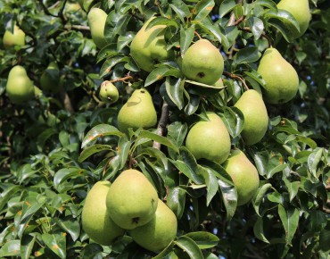 Pear tree Beurré Hardy