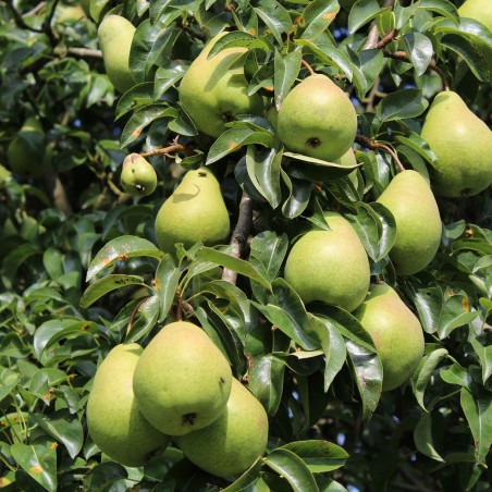 Pear tree Beurré Hardy